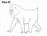 Mandrill Draw Monkey Step Male How2drawanimals sketch template