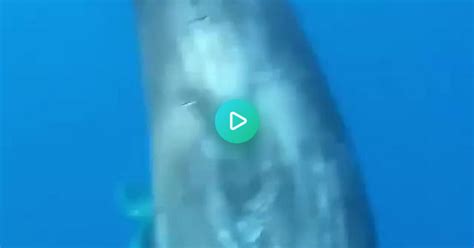 Dolphin Born With Scoliosis Accepted By Pod Of Sperm Whales Their