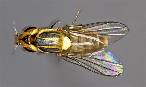 frit fly family chloropidae fly wing mm long picture flickr