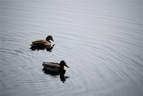 pair  mallard ducks rachel james flickr