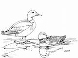 Duck Pencil Drawing Getdrawings sketch template