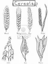 Barley Millet Wheat Cereals Rye Hand Disegnata Cereali Dei Clipart Plant Getreide Cereales Trigo Outline Millets Cebada 123rf Drawings Maize sketch template