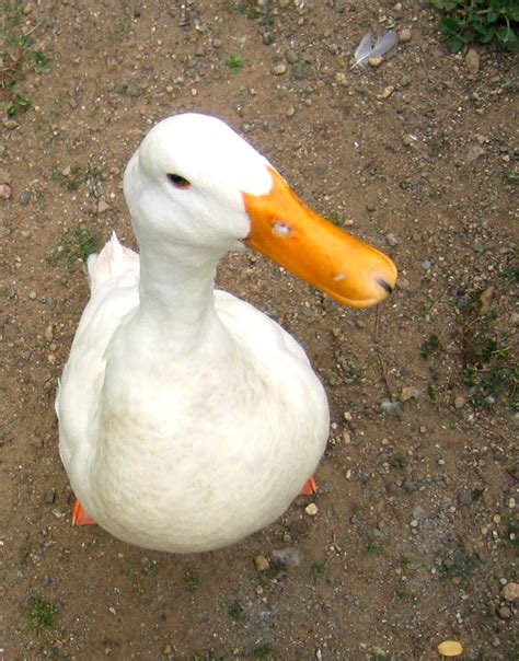 duck  aksolotl  deviantart
