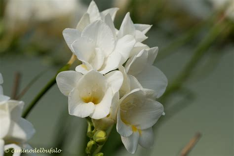 fresia bianca freesia alba freesia cimino del bufalo flickr