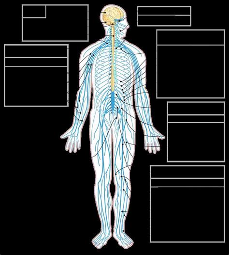 nerves   human body medicinebtgcom