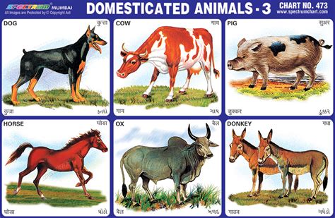 spectrum educational charts chart  domesticated animals