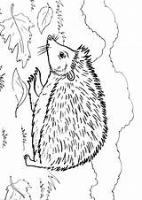 Hedgehog Coloring Pages Color Animal Print Animals Kids Sheets Results sketch template