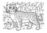 Tijger Disegni Tigre Colorare Kea Schoolplaten sketch template
