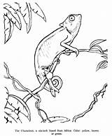 Animals Drawing Animal Coloring Chameleon Pages Drawings Realistic Wild Line Wildlife Outline Sheets Identification Kids Clipart Honkingdonkey Adult Cliparts Colouring sketch template