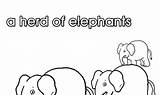 Collective Nouns Herd Elephants sketch template