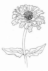 Zinnia Flower Flickr Coloring Drawing Flowers Drawings Elegans Pages Choose Board Watercolor sketch template