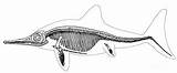 Skeleton Ichthyosaur Mesozoic Ichthyosaurus Reptile Science Source Pages Photograph Coloring Dinosaur Triassic Late Ocean Life Vertebrate 7th Uploaded July Which sketch template
