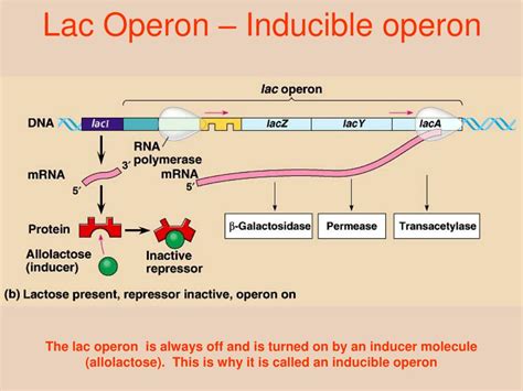 regulation  gene expression powerpoint  id