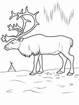 Tundra Animals Coloring Pages Color Kids Getcolorings sketch template