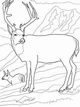Cervo Mule Cervi Mulo Buck Deers Supercoloring Stampare Famiglia Mixed Squirrel sketch template
