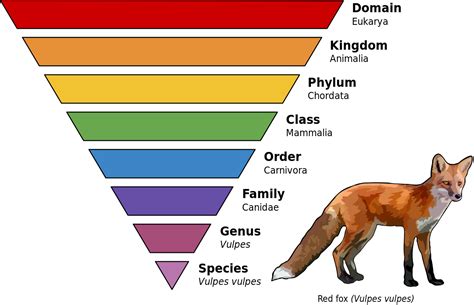 taxonomic rank wikipedia