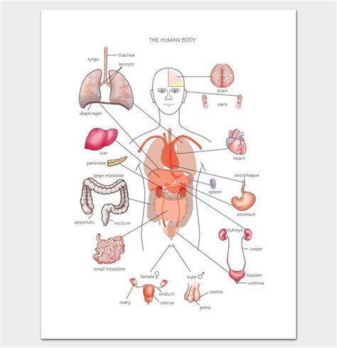 human body outline template  printable worksheets samples anatomy