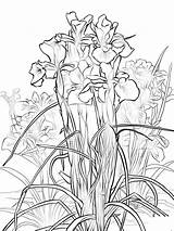 Iris Flower Pages Coloring Printable sketch template