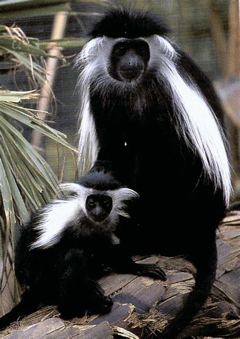 colobus angolensis angolan colobus discover life