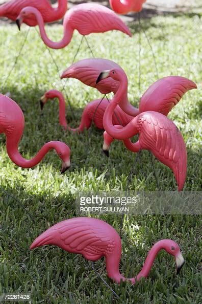 Plastic Pink Flamingos Are Seen In The Yard Of Paige Sonnabend 25