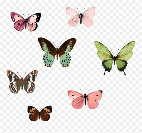 printable butterfly pictures  print print  cut