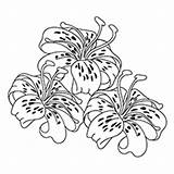 Lily Coloring Pages Flower Stargazer Line Water Drawing Girls Lilies Sketch Vector Easter Tiger Getdrawings Getcolorings Flowers Printable Cutting Laser sketch template