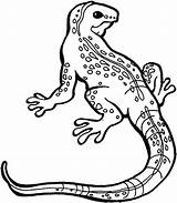 Iguana Coloring Pages Getcolorings sketch template