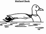 Duck Mallard Coloring Pages Outline sketch template