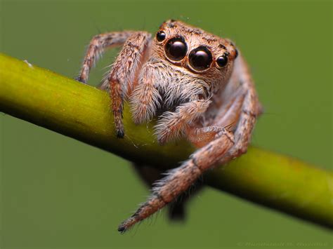 jumping spider jumping spiders  members   spider  flickr