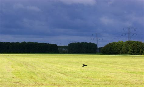 contrast gemaaid gras tegen donkere lucht raymond klaassen flickr