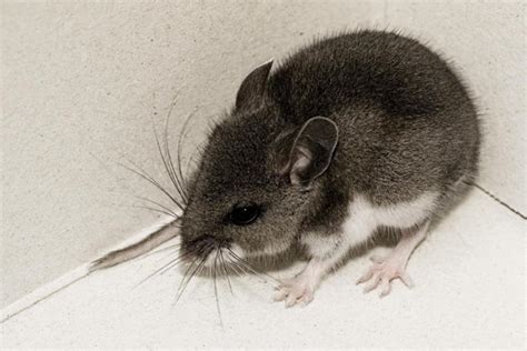 harvard scientists find dad  mom brain circuits  mice