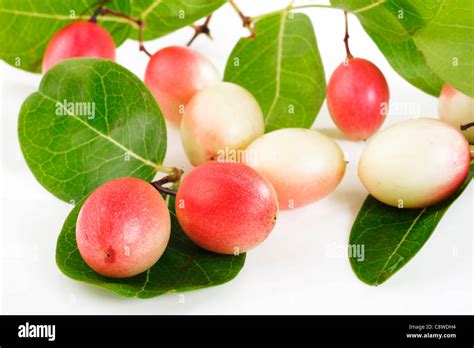 sour fruit  res stock photography  images alamy