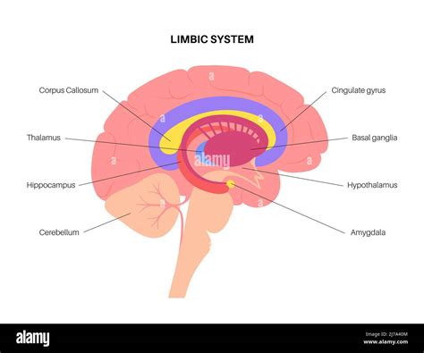 brain limbic system fotos und bildmaterial  hoher aufloesung alamy