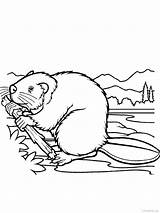 Beaver Drawing Canadian Coloring Pages Animal Choose Board Getdrawings sketch template