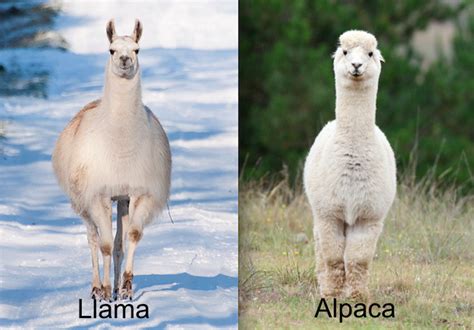 llamas  alpacas google search animal companions animals alpaca