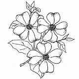 Dogwood Drawing Flower Coloring Getdrawings Blossom sketch template