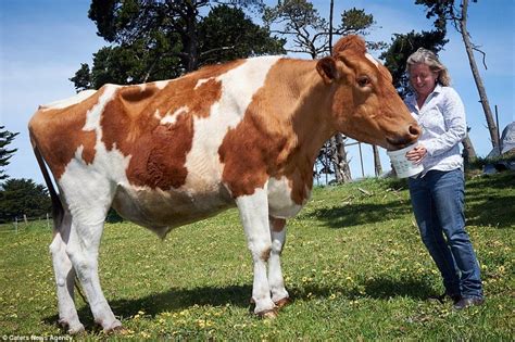 Holy Cow Is Big Moo The Biggest Cow In The World This Bovine Behemoth