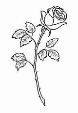 Rose Drawing Single Stem Outline Tattoo Long Small Stencil Flower Roses Getdrawings Stock Stencils Outlines Tattoos sketch template