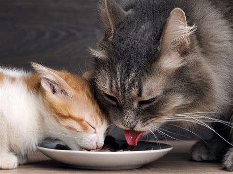kittens change  cats  guide  feeding  feline friends