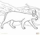 Caracal Coloring Lynx Pages Cat Clipart Printable Drawing Color Caracals Getcolorings Colorings Getdrawings Popular Webstockreview Choose Board Cute sketch template