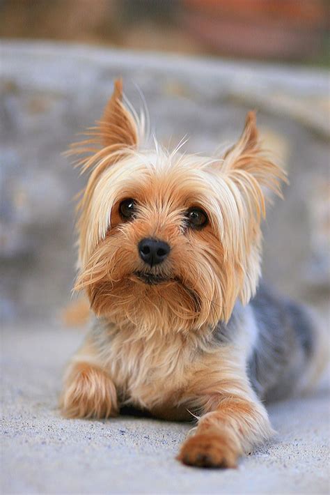 small dog breeds list  top small dogs  pictures