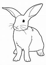 Lapin Lapins Rabbit Colorier Realiste Debout Iepurasi Coloringbay Imprime Imprimé Colorat Adulte Jumping Fluffy Renard sketch template