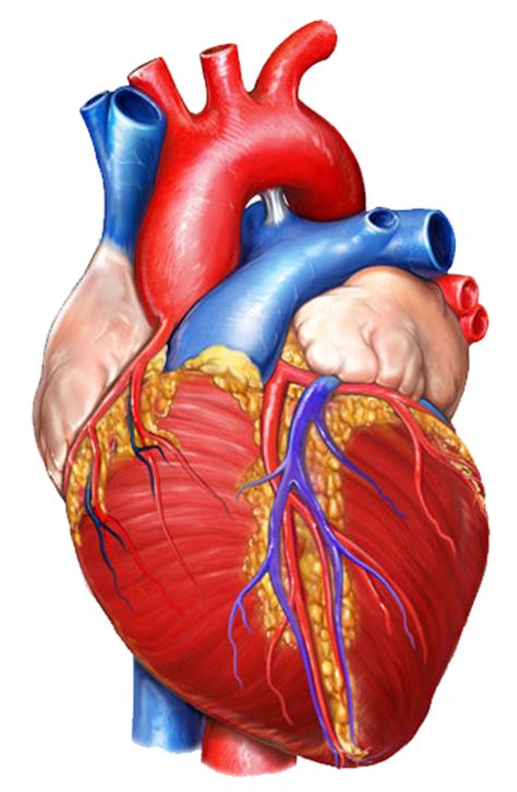 gambar jantung manusia cumi darat koleksi