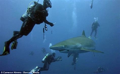 divers pull fishing hook   sharks mouth  turning  upside    trance daily