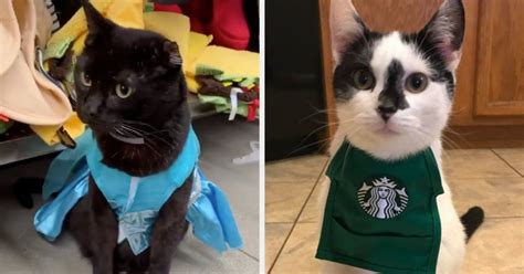 cats dressed  halloween costumes