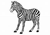 Zebra Coloring Pages Printable Kids sketch template
