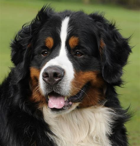 bernese mountain dogs biological science picture directory pulpbitsnet