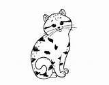 Charming Kitten Coloring Cats Coloringcrew Pages sketch template