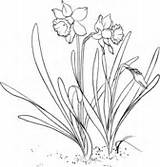 Daffodil Coloring Outline Flower Narcissus Drawing Printable Pages Adorable Botanical Pseudonarcissus Wild Getdrawings Lily 176px 72kb sketch template
