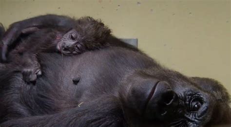 video baby gorilla born  beekse bergen nl times